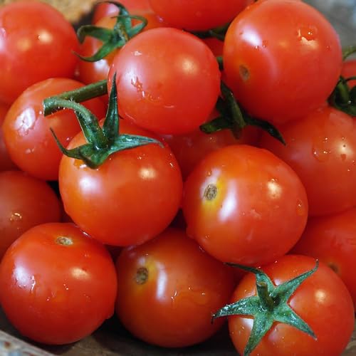 Graines Tomate Cerise Rouge – Variété Classique, Production Abondante – Semences Reproductibles pour Potager & Jardin – Saveur Sucrée – env. 25 Graines – Love my Nature – vue 2