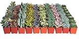 Shop Succulents Pastel Succulent Plant Pack Bulk Collection - Live Mini Succulent Plants, Low Maintenance, Bright & Serene Colors & Textures - Wedding and Party Favors, Gift & Garden, Pack of 100