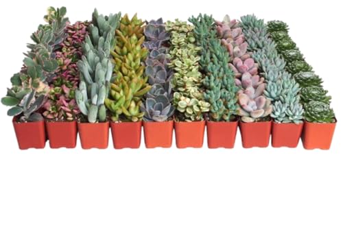 Shop Succulents Pastel Succulent Plant Pack Bulk Collection - Live Mini Succulent Plants, Low Maintenance, Bright & Serene Colors & Textures - Wedding and Party Favors, Gift & Garden, Pack of 64