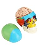QWORK® 3-częściowy model czaszki i 8-częściowy model mózgu z liczbami, model anatomiczny naturalnej wielkości 1:1 do nauczania medycyny
