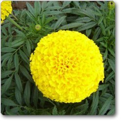 Splendour Seeds African Mariegold Yellow Flower Seeds (B01MRN51EU) Amazon Price History, Amazon Price Tracker