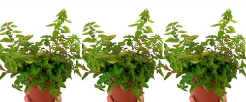 Pack de 3 plantas aromáticas de Oregano Comun, 15-20 cm. Origanum vulgare. Hierba aromática con hojas verdes y sabor picante. Segura Garden.