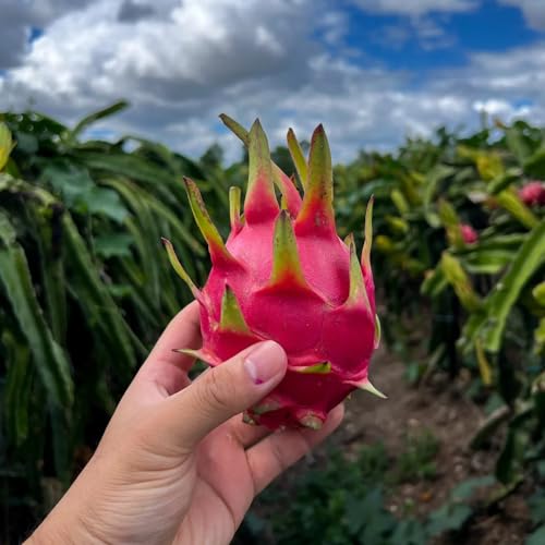 200 piezas Pitaya, semillas de fruta del dragón sala de estar con decoración de frutas frescas Semillas de fruta del dragón para plantar semillas de árboles, plantas para lugares soleados