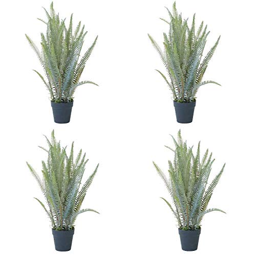 観葉植物 シダ植物の人気商品 通販 価格比較 価格 Com