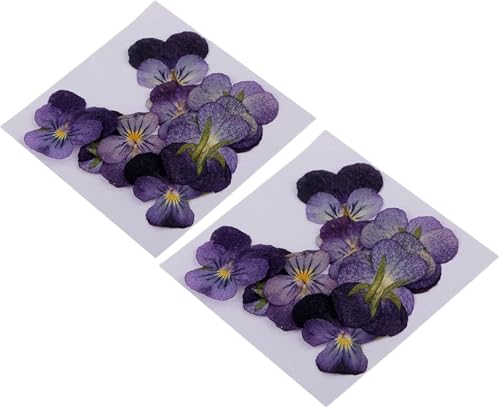 24 piezas de flores violetas secas naturales para manualidades miniatura 3