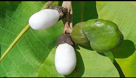 white bhilawa tree rare live plant (B0D59673LT) Amazon Price History, Amazon Price Tracker