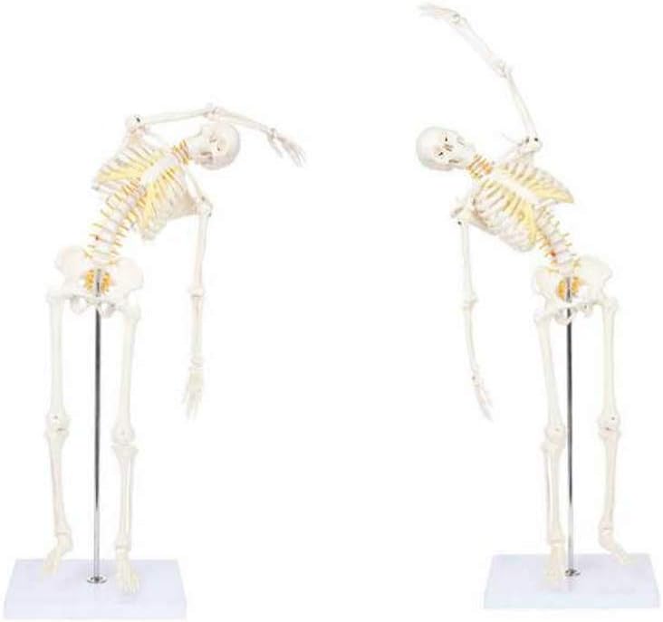 Wellden Product Anatomical Human Skeleton Model, 1/2 Life Size, 85cm, Flexible