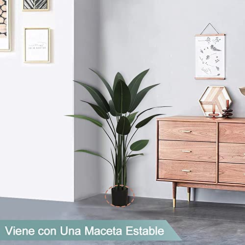 Comparativas de Ficus benjamina disponible en línea. 11 Imagen adicional