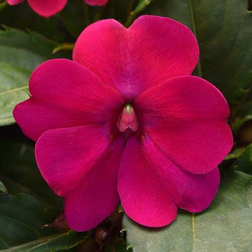 Park Seed Solarscape Magenta Bliss