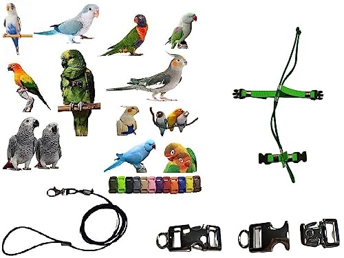 Arnés para loros ajustable con correa elástica verde de 3 mm y conectores a elegir 6