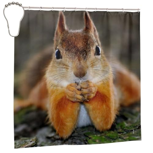 Rideau de douche écureuil en polyester imprimé 183x183 cm avec 12 œillets