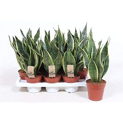 Arco de Hanf Sansevieria trifasciata Futura Superba 55 cm planta interior Cover