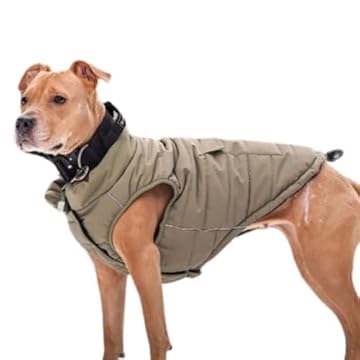 best dog jackets for pitbulls