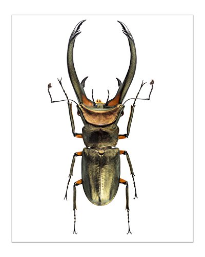 Faux Bug Collection Prints - Set Of 8 (8X10) Cruelty-Free Photographs Of Insects Wall Art Decor - Stick Bug - Cyclommatus Elaphus (Beetle) - Giant Horse Fly - Red Admiral Butterfly - Pinstripe Mantis #TOP1