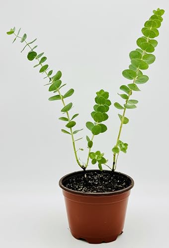Baby Blue Eucalyptus Live Plant in 4' inch Pot with Soil Fully Rooted. Easy to Care, Great for Home Office Wedding Decorations DIY Projects Party Favor by The Waterspout