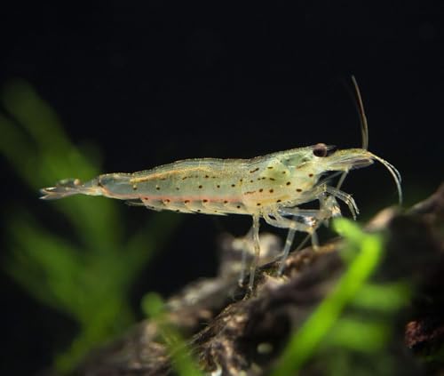 Seam Oasis - 15+ Amano Shrimps Algae Cleaner Inverts Live Freshwater Aquarium Shrimps 1/4 - 1/2 - Live Shrimp Arrival Guarantee DOA Cover Included