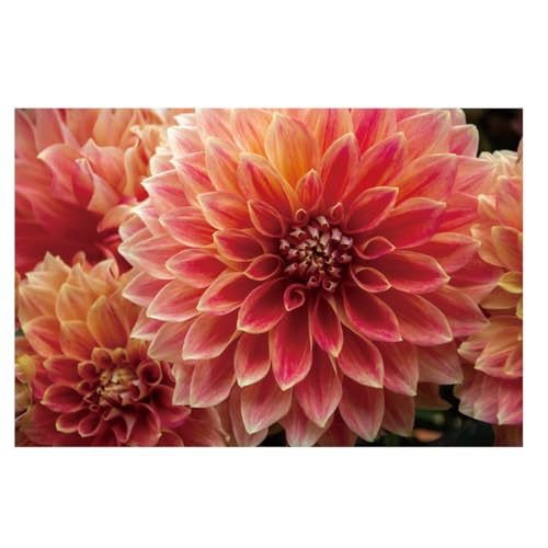 タペストリー ダリア 皇帝ダリア テンジクボタン 秋 フラワー 植物 赤 季節 空 海 おしゃれ インテリア テレワーク 背景 大きい 壁 布 目隠し 部屋 飾り 間仕切り zoom 映え 写真撮影 動画撮影 (デザイン5)のサムネイル