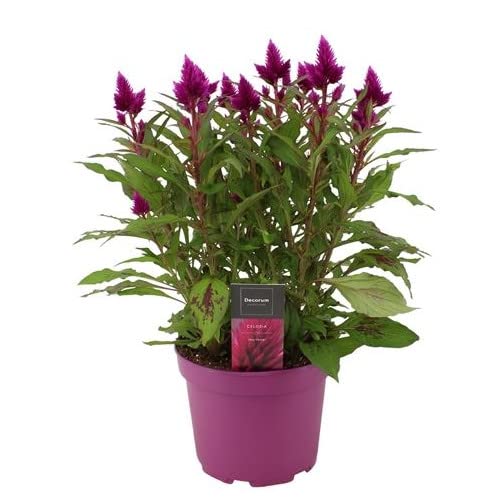 Celosia Argentea Color Rosado Planta Natural para Decorar Casa, Terraza y Jardín