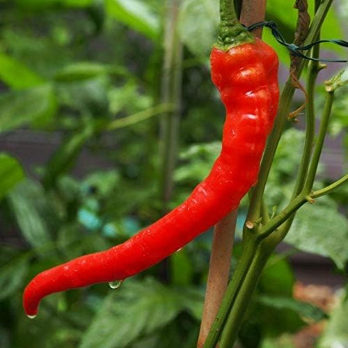 Dragon's Claw Hot Pepper Seeds (300 Seed Package)