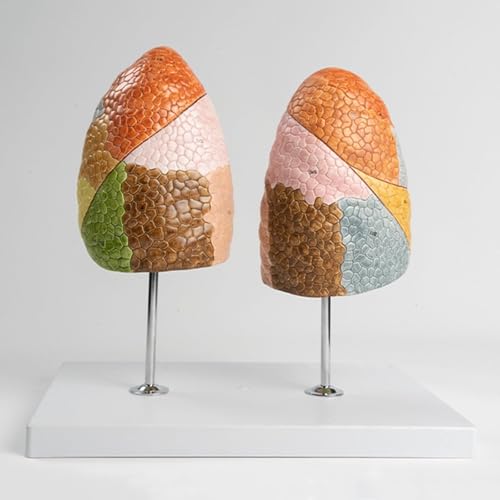 Modèle de poumon coloré à 10 segments pour anatomie médicale AMITD - 5