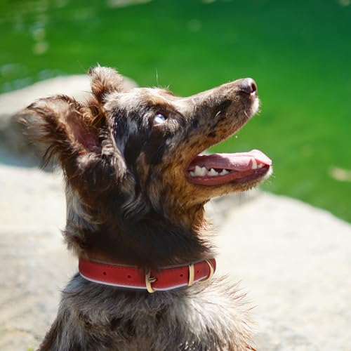 Collier en cuir pour chien OOPSDOGGY rouge protégez votre compagnon avec style