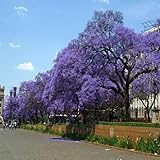 vegherb Semi Blu Jacaranda Tree (Jacaranda mimosifolia) 120 + Semi
