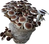 Kit de Cultivo/Alpaca Chopo Ecológica Germinada 4 Kg + SEMILLAS REGALO