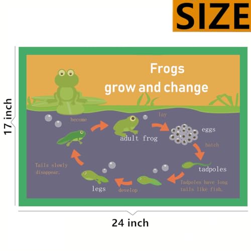 Frogs grow and change Mind Mapping| Cartazes educativos para crianças pequenas e crianças | Ferramen