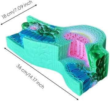 KiBcsLic Botanical Display Leaf Model Leaf Section Teaching Model with Layered Structure and Color Coded Details Suitable for Classroom Demonstrations Lab Study Science Exhibitions - 2