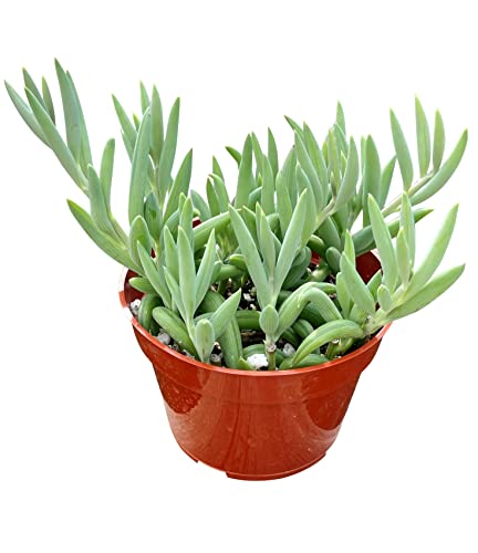 Live Succulent 4" String of Bananas, Succulents Plants Live, Succulent