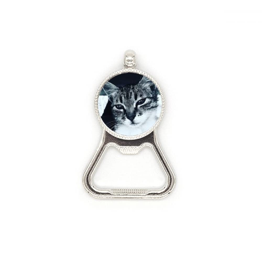 Décapsuleur en acier inoxydable avec photo de chat gris pour bouteille