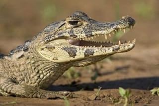 Yacare caiman (Caiman crocodilus yacare) Three Brothers River Meeting of the Waters State Park Pantanal Wetlands Brazil Poster Print by Panoramic Images (16 x 11)