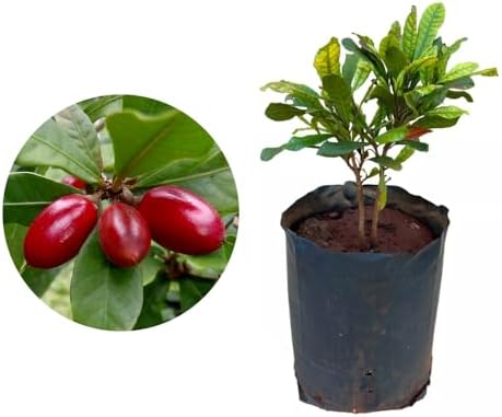 Genérico, Muda de Fruta do Milagre 20 a 40cm AMK - Plantas Online