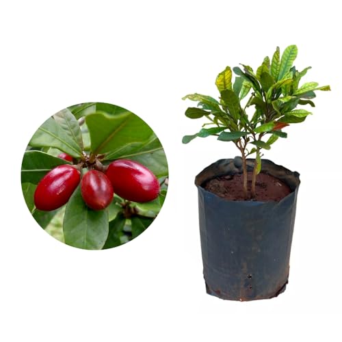 Genérico, Muda de Fruta do Milagre 20 a 40cm AMK - Plantas Online