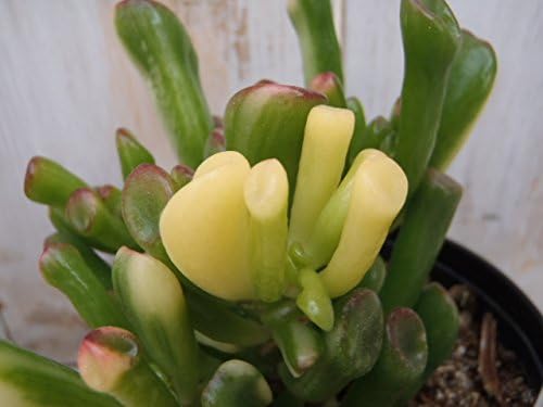 Amazon Sdクラッスラ ゴーラム錦 ゴーラムニシキ 宇宙の木 多肉植物 ミニ観葉植物 観葉植物 オンライン通販