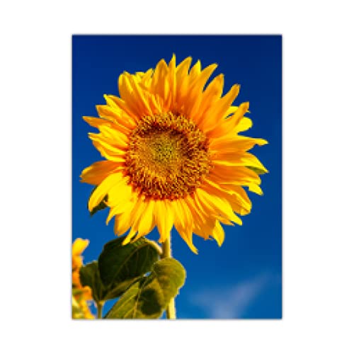 Peinture tournesol pop art sur toile 60x80cm sans cadre pour decoration de salon moderne