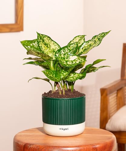 Image of Kyari Aglaonema Snow White Live Indoor Plant with Green Self Watering Pot