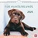 Hund und günstig Kaufen-Wandkalender 2025: Für Hundefreunde: Hundekalender mit niedlichen Hundefotos und Zitaten für Hundeliebhaber. Monatskalender zum Aufhängen