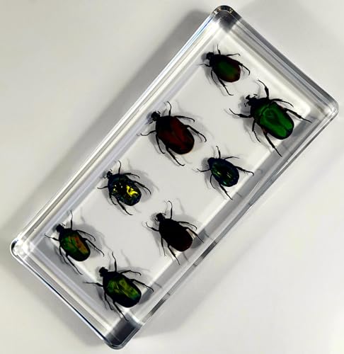 Image of Real 8pcs Green Rose Chafer Beetles in 6.3 inch Crystal Clear Lucite Resin Paperweight Specimen Preserved Bug Taxidermy Crafts Collection for Biology Science Education & Desk Ornament Display
