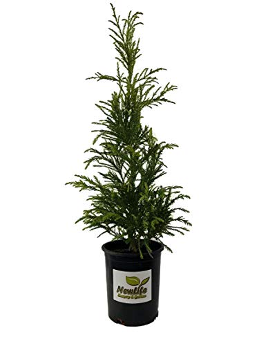 Radicans Cryptomeria Tree ( Japanese Cedar ) - Live Plant - Trade Gallon Pot
