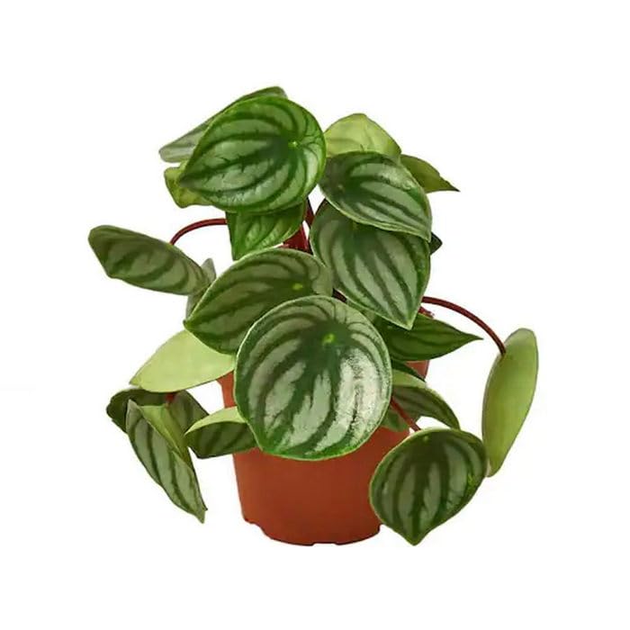 See full amazon price history chart for Creative Farmer Watermelon Peperomia (Peperomia Argyreia) Lucky Plants Indoor Live - Computer Table|House|Office Desk|Garden (Healthy Plant) Creative Farmer Watermelon Peperomia (Peperomia Argyreia) Lucky Plants Indoor Live - Computer Table|House|Office Desk|Garden (Healthy Plant) (B0C7VTGBRM) Amazon Price History, Amazon Price Tracker