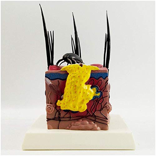 Bildungsform, Hundehautmodell - Hundepathologisches Hautmodell - Anatomisches Hundehautmodell Anatomie - Bildungslehrmodell Bildungsmaterialien