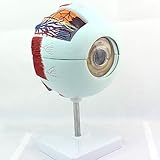 Se utiliza para demostrar las estructuras del globo ocular.