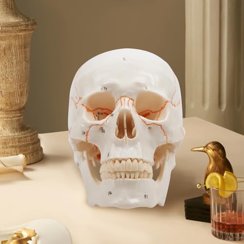 Image of Human Skull Anatomy Model, Life Size Detachable 3 Part with 54 Laser Etched Numbered Parts, Skull Model for Medical Students