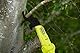 Bundle aus RYOBI 18 V ONE+ Akku-Telesekop-Astschere RY18PLA-0 + RYOBI 18 V Akku-Starter-Set RC18120-120C