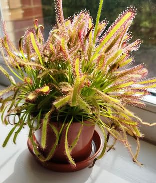 Drosera Capensis (Cape Sundew) Fresh Seeds (B0C3BYDVG2) Amazon Price History, Amazon Price Tracker
