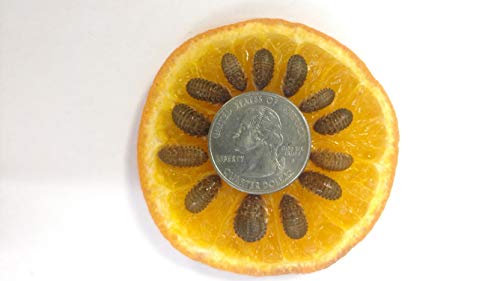 Dubia Roaches 100 Medium - Thumbnail 3