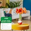 Costa Farms Amaryllis Live Plant in Bulb, Easy to Maintain Flowering Indoor Houseplant, Perfect for Christmas, Holiday Room Decor, Great House Warming or Birthday Gift #4