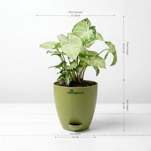 Image of ZZ Green, Lucky Bamboo & Syngonium Green Live Indoor 3-Plant Combo in 4-Inch Self-Watering Matte GreenPots | Low-Maintenance, Air-Purifying Houseplants for Home, Office & Desk Decor