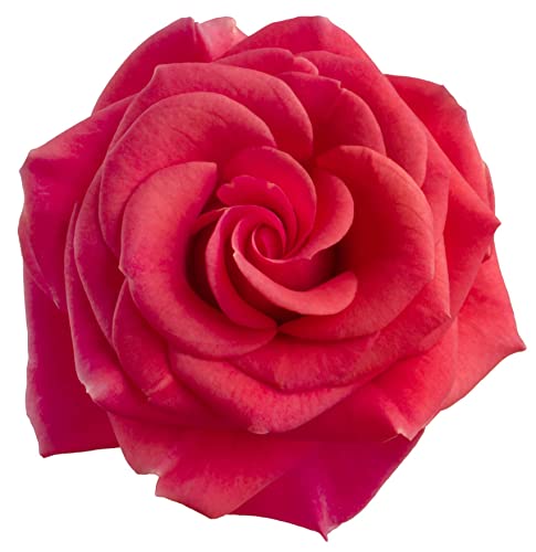 Rose Plant -Floribunda 'Remembrance' - 1 x Full Plant in a 5 Litre Pot - Roses - Garden Ready - Ready to Plant - Premium Quality Garden Shrubs